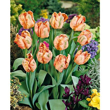 TULIPE perroquet APRICOT PARROT