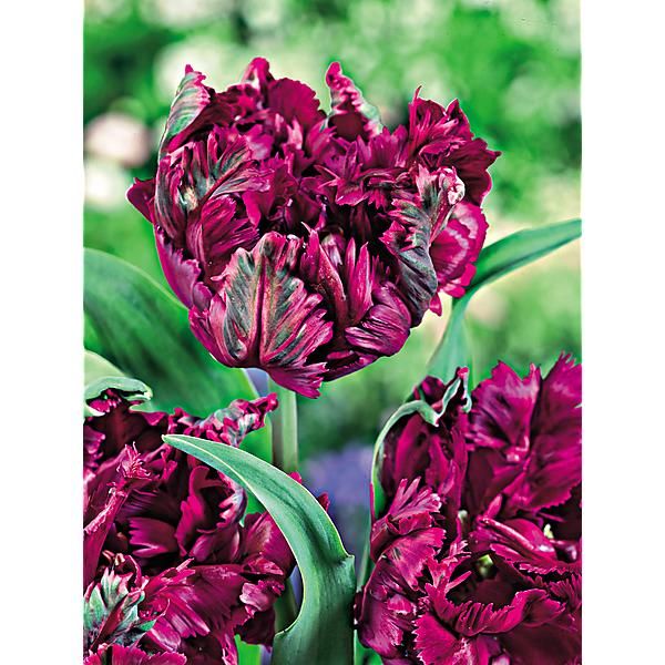 TULIPE perroquet NEGRITA PARROT