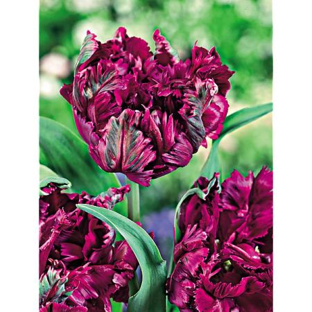 TULIPE perroquet NEGRITA PARROT