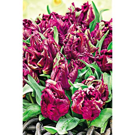 TULIPE perroquet NEGRITA PARROT