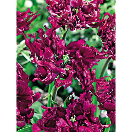 TULIPE perroquet NEGRITA PARROT
