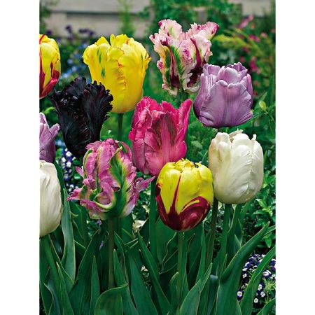 TULIPE PERROQUET MIX