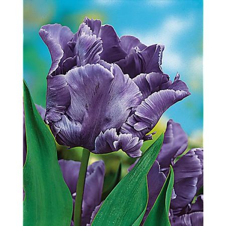 TULIPE perroquet BLUE PARROT