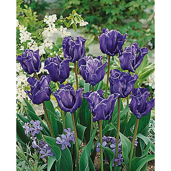 TULIPE perroquet BLUE PARROT