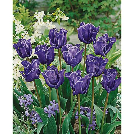 TULIPE perroquet BLUE PARROT