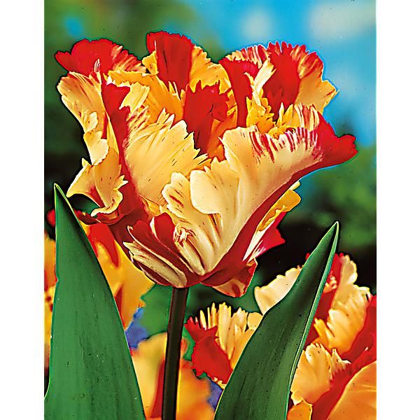 TULIPE perroquet FLAMING PARROT