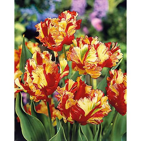 TULIPE perroquet FLAMING PARROT