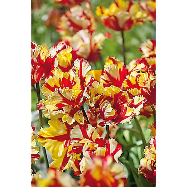 TULIPE perroquet FLAMING PARROT