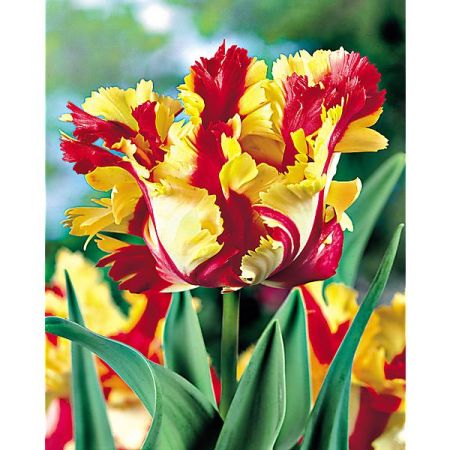 TULIPE perroquet FLAMING PARROT