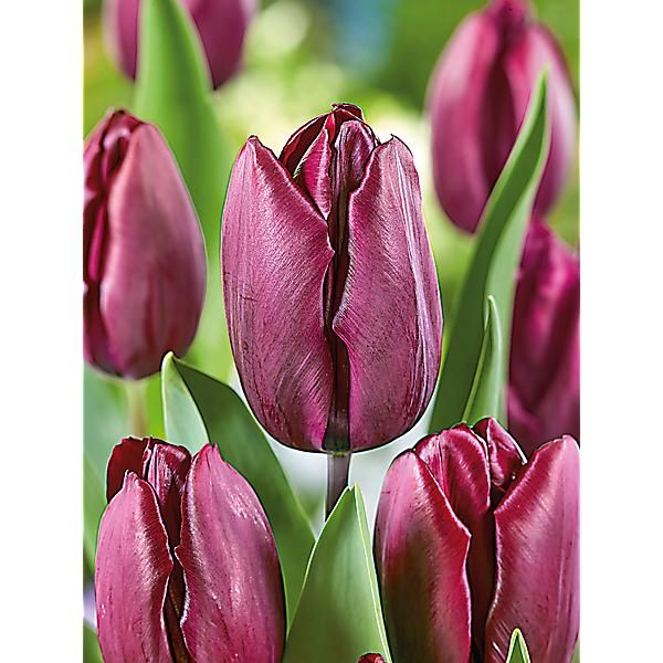 TULIPE triomphe CAVIAR