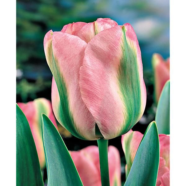 TULIPE viridiflora GROENLAND