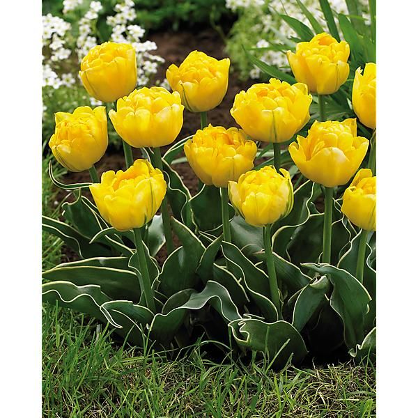 TULIPE double hâtive CALIMERO®