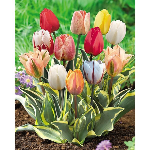 TULIPE PANACH MIX