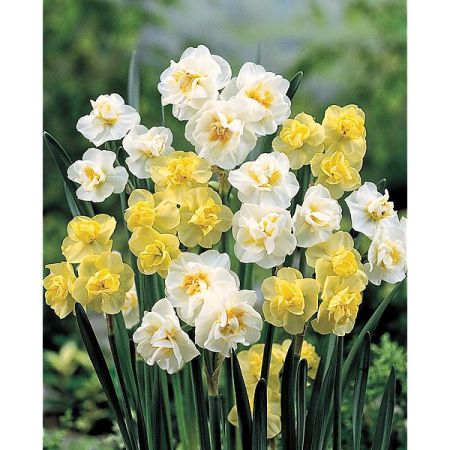 NARCISSE YELLOW CHEERFULNESS