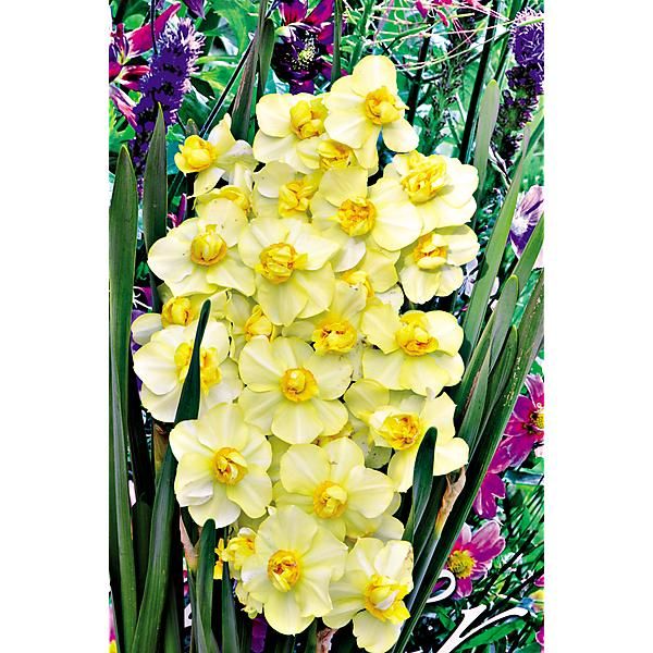 NARCISSE YELLOW CHEERFULNESS