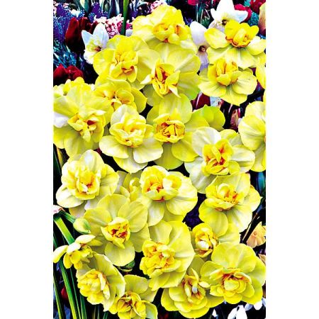 NARCISSE YELLOW CHEERFULNESS