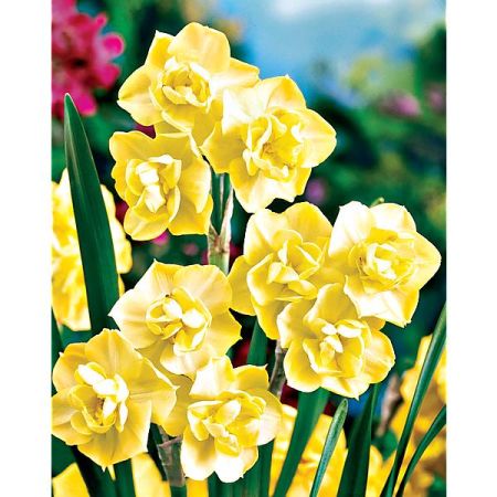 NARCISSE YELLOW CHEERFULNESS