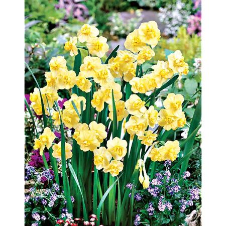 NARCISSE YELLOW CHEERFULNESS
