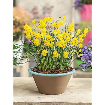 NARCISSE MORE and MORE 2