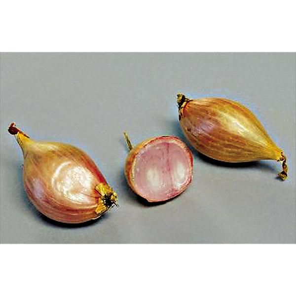 ÉCHALOTE certifiée DEESSE