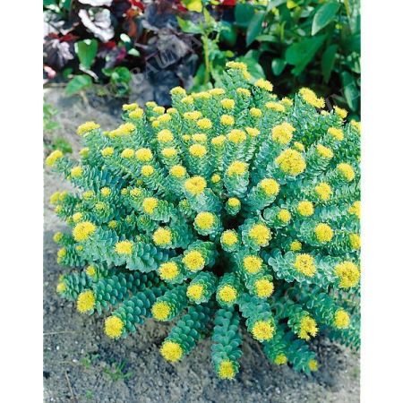 RHODIOLA ROSEA