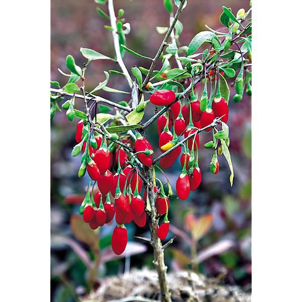 GOJI (lycium barbarum)