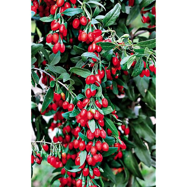 GOJI (lycium barbarum)