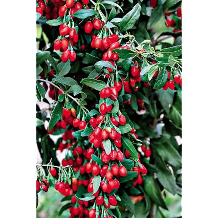 GOJI (lycium barbarum)