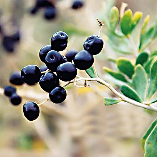 GOJI NOIR (lycium ruthenicum)