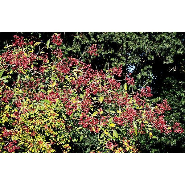 POIVRIER du SICHUAN (z. simulans)