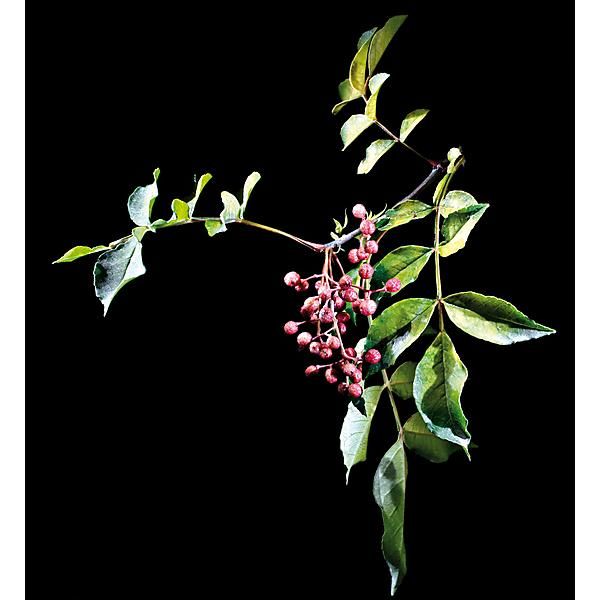 POIVRIER du JAPON (z. piperitum)