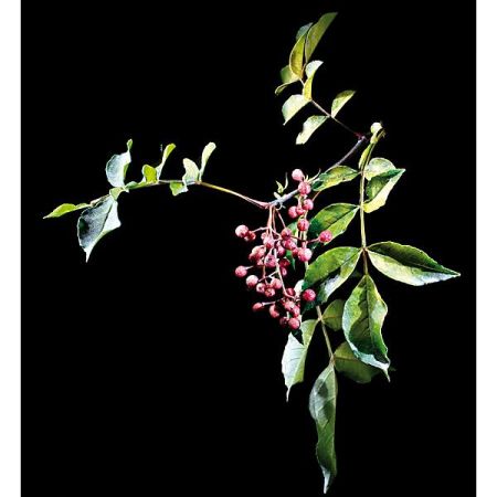 POIVRIER du JAPON (z. piperitum)