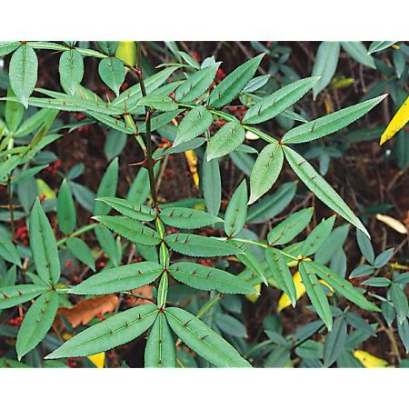 POIVRIER du JAPON (z. piperitum)