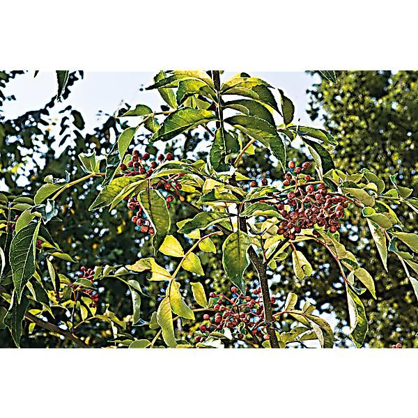 POIVRIER du JAPON (z. piperitum)