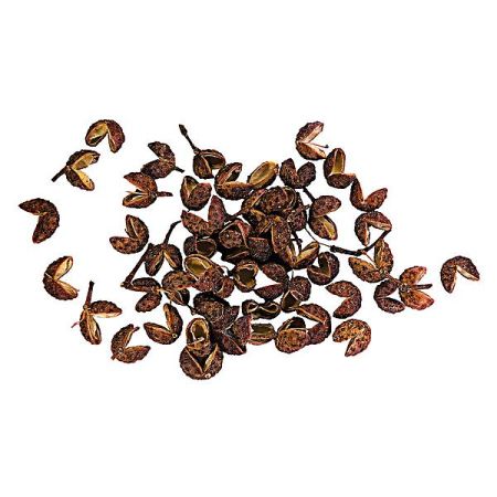 POIVRIER du JAPON (z. piperitum)