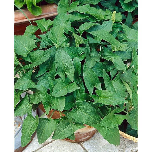 ARROCHE BON-HENRI (chenopodium bonus-henricus)