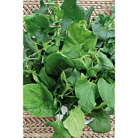 ARROCHE BON-HENRI (chenopodium bonus-henricus)