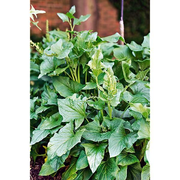 ARROCHE BON-HENRI (chenopodium bonus-henricus)