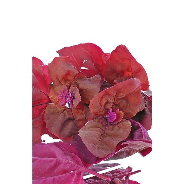 ARROCHE ROUGE FONCÉ (atriplex hortensis)