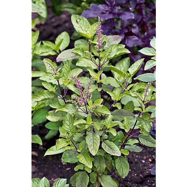 BASILIC sanctum HOLY BASIL (tenuiflorum)