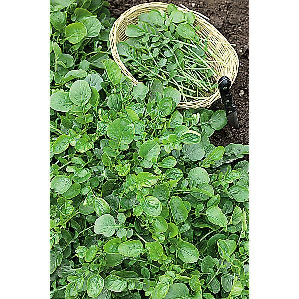 CRESSON de JARDIN (barbarea verna) VERT
