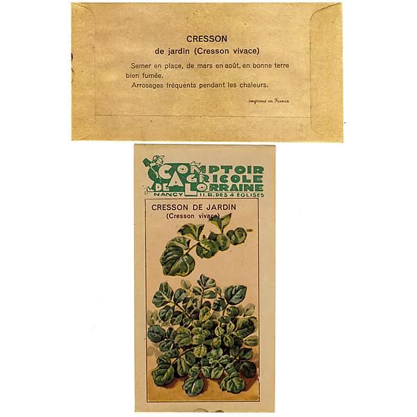 CRESSON de JARDIN (barbarea verna) VERT