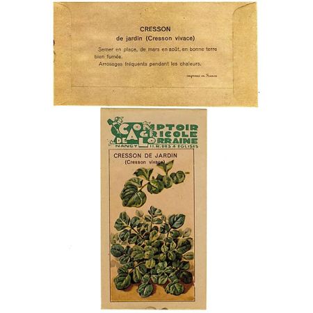 CRESSON de JARDIN (barbarea verna) VERT