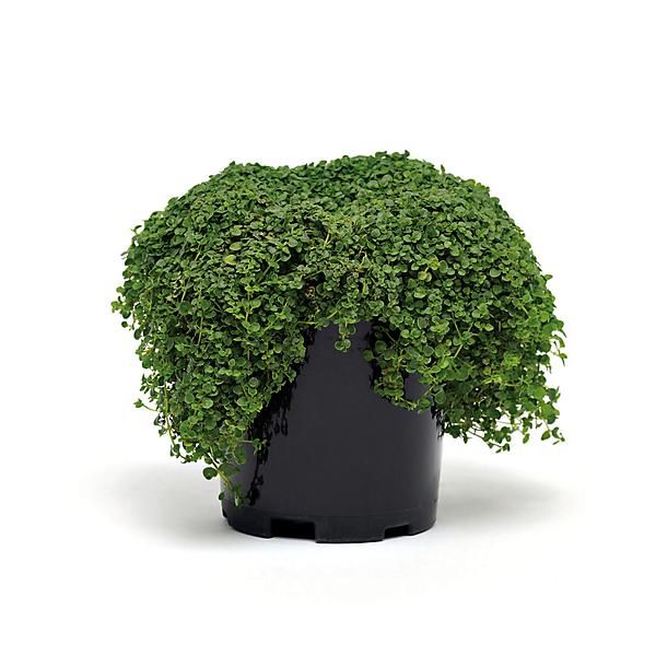 MENTHE CORSE (m. requienii)