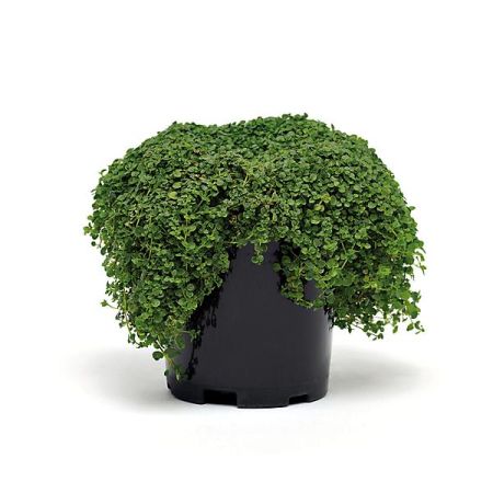 MENTHE CORSE (m. requienii)
