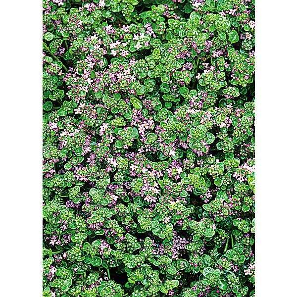 MENTHE CORSE (m. requienii)