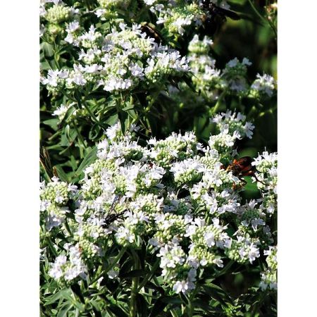 MENTHE des MONTAGNES (pycnanthemum pilosum)
