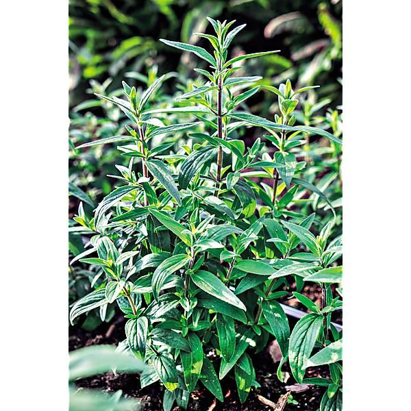 MENTHE des MONTAGNES (pycnanthemum pilosum)