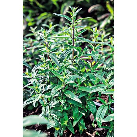 MENTHE des MONTAGNES (pycnanthemum pilosum)