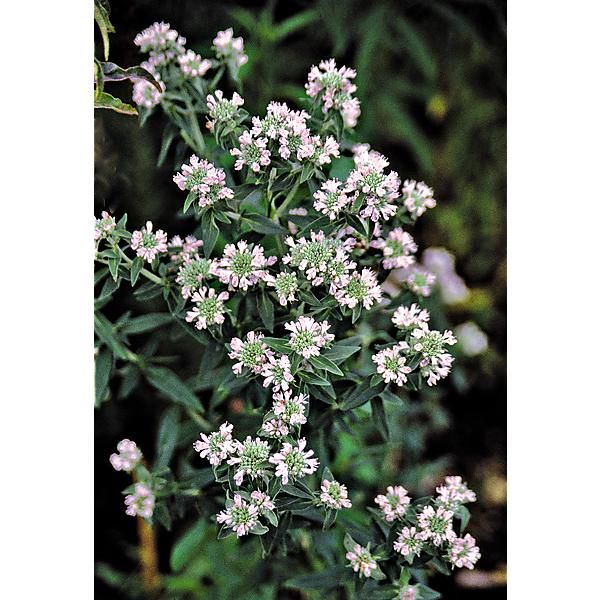 MENTHE des MONTAGNES (pycnanthemum pilosum)